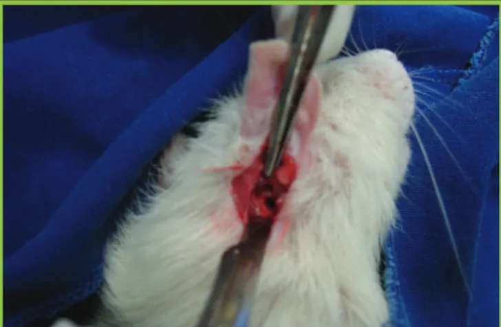 Figure 1. Behind-the-ear incision in a rat used in the experiment.