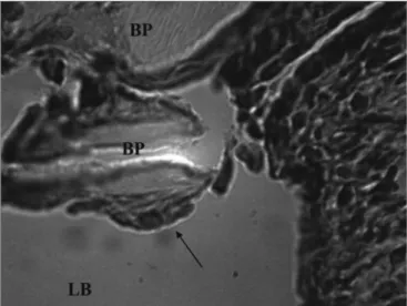 Figura  4.  Grupo  experimental  com  12  semanas  -  Fotomicrografia  da membrana do biopolímero da cana-de-açúcar na bula timpânica  sem sinais de reação inflamatória