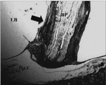 Figure 1. Control Group. Microphotography of the fascia adhered to  the tympanic bulla mucosa
