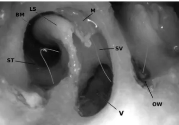 Figure 5. An opening of the lambs’ round window (left ear). The stapes  has been removed to inspect the oval window (OW)