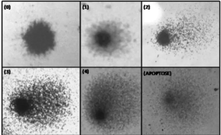 Figure  1.  Classification  of  DNA  damage  in  study  subjects.  Higher  numbers  indicate  more  damage