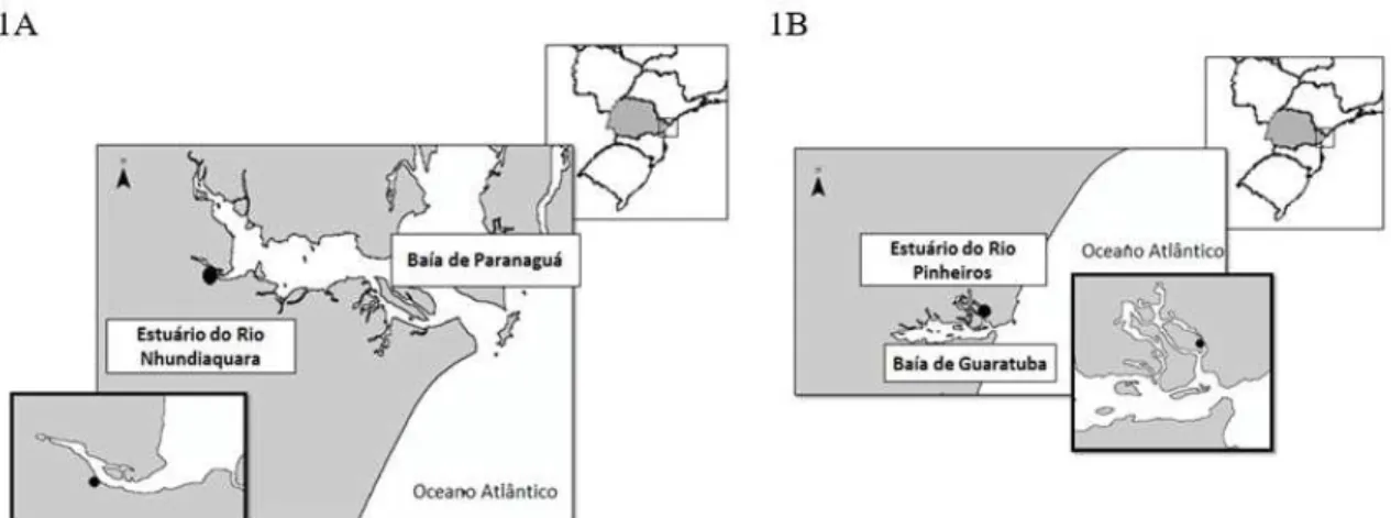 FIGURA 1: 1A - Área de estudo no manguezal do estuário do Rio Nhundiaquara (Antonina - PR); 1B: área  de estudo do manguezal do estuário do Rio dos Pinheiros (Guaratuba, PR).