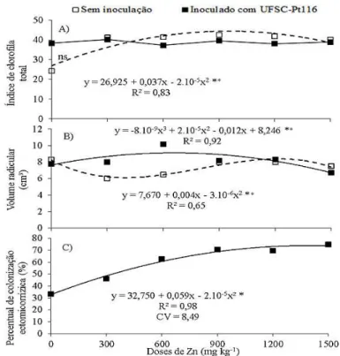 FIGURA  1:  Equação  de  regressão  e  pontos  médios  referentes  ao  índice  de  clorofila  total  (A),  volume  radicular (B) e percentual de colonização ectomicorrízica (C) de Corymbia citriodora, com  e sem inoculação com Pisolithus microcarpus UFSC -