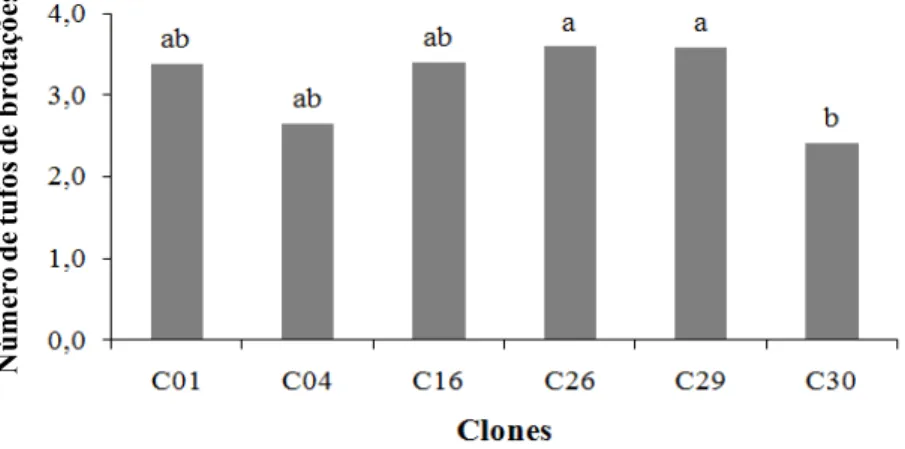 FIGURE 2: Mean number of shoot clusters per explant of25 subcultures of Eucalyptus urophylla x  Eucalyptus globulus (C01, C04 and C16) and Eucalyptus grandis x Eucalyptus globulus (C26,  C29 and C30) clones, during the multiplication stage in MS culture me