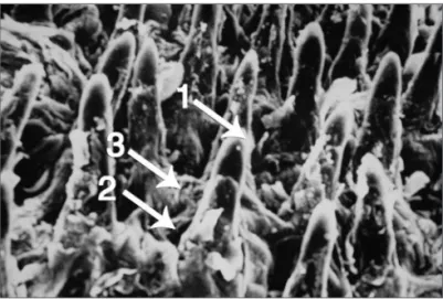 Figura 3. Papilas iliformes e papila fungiforme apresentando botão  gustativo sobre o seu topo (1: Papila iliforme; 2: Papila fungiforme; 