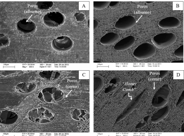 FIGURA  2:  Microscopia  eletrônica  de  varredura  da  seção  transversal  da  madeira  e  carvão  vegetal  de  Eucalyptus: (A) Alburno da madeira (aumento de 300 vezes); (B) Alburno no carvão (aumento  de 300 vezes); (C) Cerne da madeira (aumento de 300 