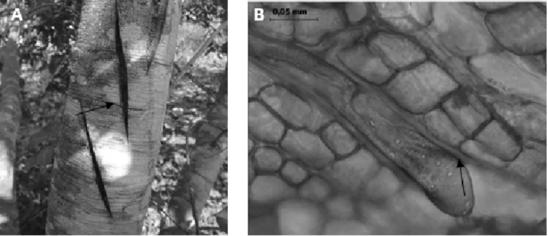 FIGURA 2:  A) Nodosidades geradas na casca de mangabeira devido à extração de látex.  B) Corte  longitudinal tangencial da casca de mangabeira