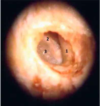 Figure 3. Specimen image under the microscope (10x magnification). 