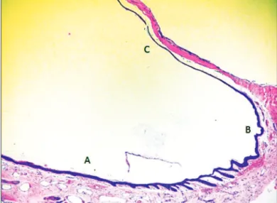 Figure 4. Final sample aspect, ready to be placed in a paraffin block. 