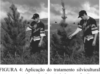 FIGURE  4:  Application  of  silvicultural  treatment  termed  “wind  proofing”  in  Pinus 