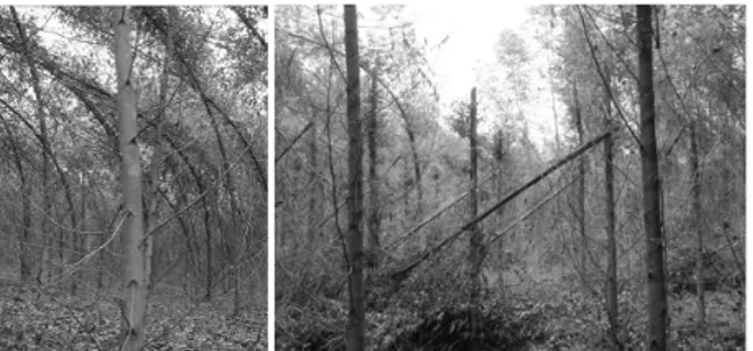 FIGURA 1: Plantios clonais de eucalipto afetados  pelo vento na região do Vale do Rio  Doce, Minas Gerais.