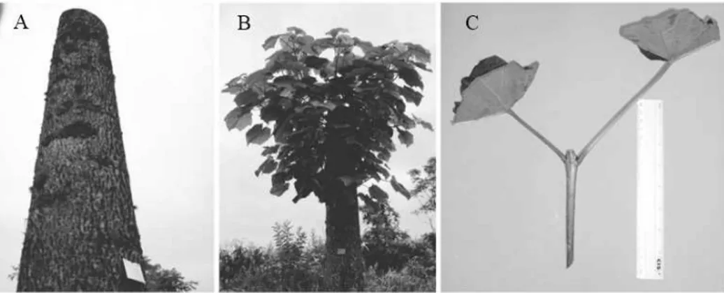 FIGURA 1:   A. Decepa de plantas matrizes de Paulownia fortunei var. mikado a 2,0 m do solo;   B