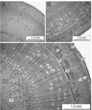FIGURA  4:    Secções transversais de estacas caulinares semilenhosas provenientes de brotações epicórmicas  de decepas de Paulownia fortunei