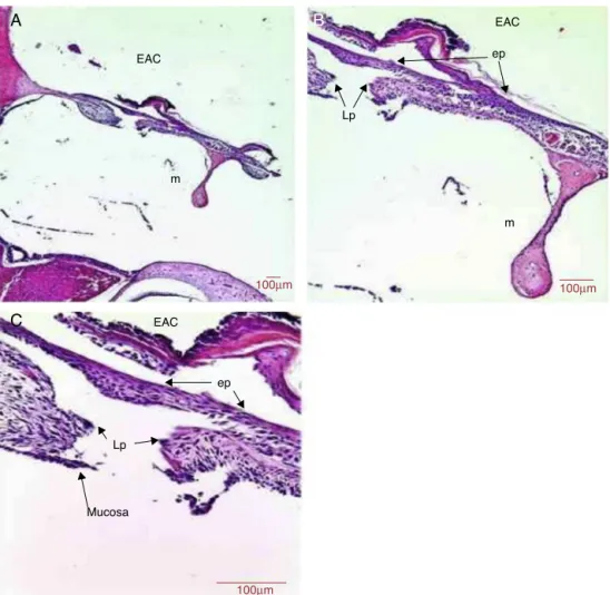 Figure 4 Histological section images of rat TM 5 days after traumatic perforation, stained with HE