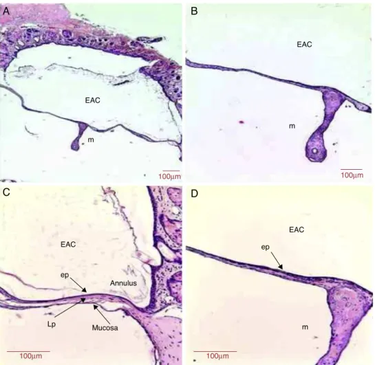 Figure 6 Histological section images of rat TM 10 days after traumatic perforation, stained with HE