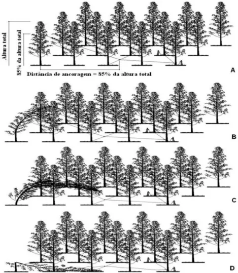 FIGURE 1: Ilustration of the resistance test of trees break: A) Installation of the resistance test, B) Crooked                      Tree, C) Fallen tree; D) Broken tree.