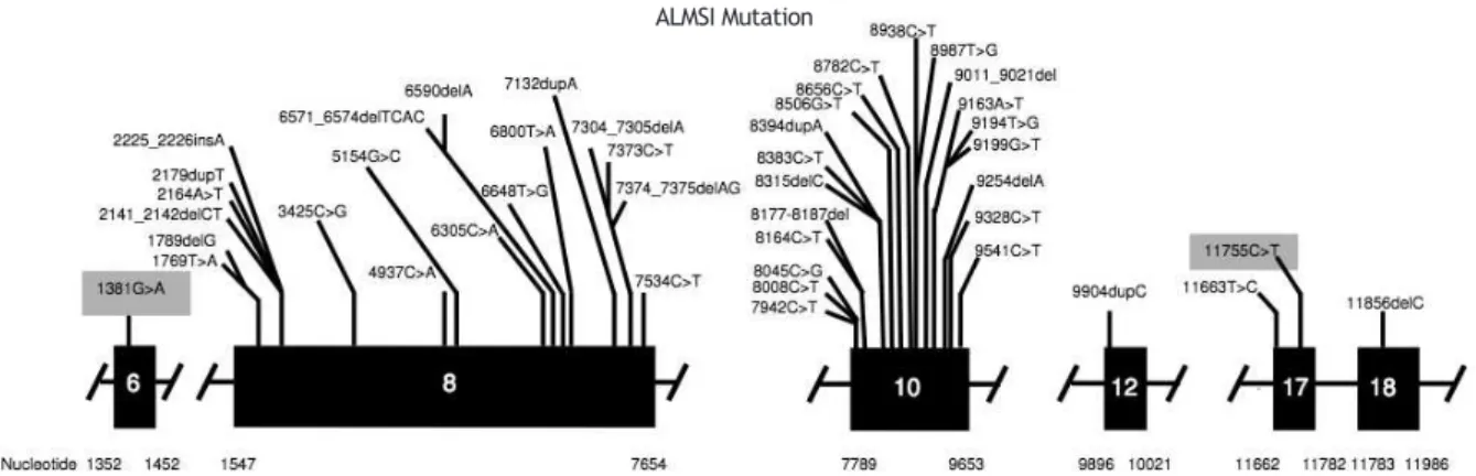 Figure 2 Mutation in the ALMS1 gene.