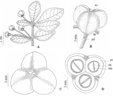 FIGURE 1:  Morphology of the fruit of Adelia membranifolia (Müll. Arg.) Pax &amp; K. Hoffm