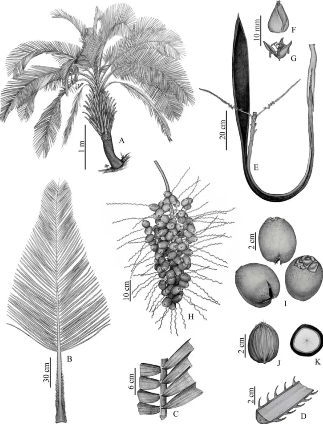 FIGURA 3:  Syagrus santosii  K. Soares &amp; C. A. Guim. A: hábito. B: folha. C: detalhe da inserção das  pinas na raque
