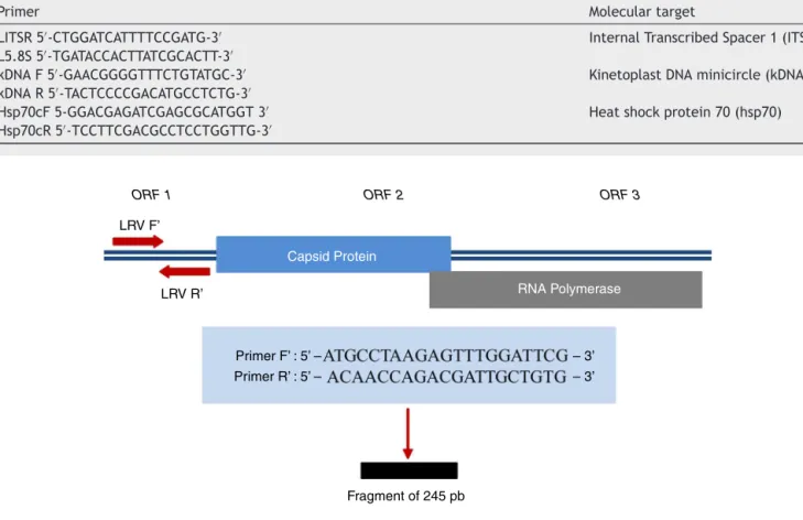 Table 1 Description of primers used for DNA detection of Leishmania.