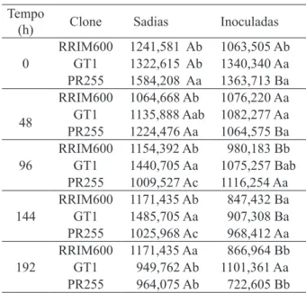 FIGURA 1:  Teores de clorofila total em folhas de  clones  de  seringueira,  RRIM600  (♦),  GT1(■) e PR255(▲), inoculadas com 