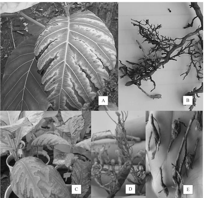 FIGURE 1:  Tectona grandis  plant in field, showing symptoms of nutritional deficiency 1A