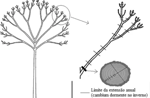 FIGURA 1:  Esquema de medição do alongamento do galho de Cedrela fissilis, destacando as extensões de  crescimento do galho (incremento anual) e o disco transversal retirado na base do galho