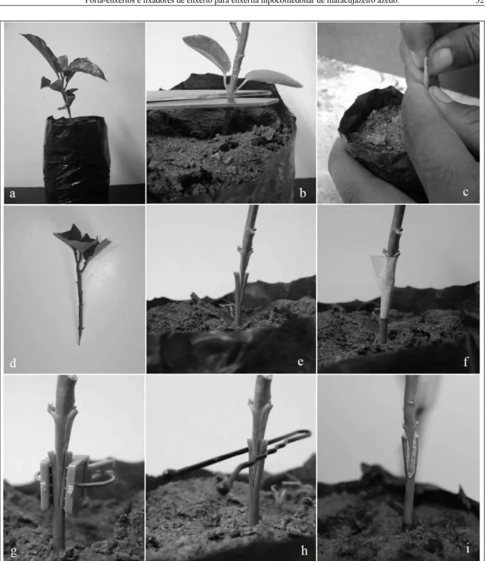 Figura 1 - Etapas da enxertia: a) Aspecto geral de mudas de  Passiflora edulis utilizadas para fonte de enxerto e porta-enxerto; b) Corte  transversal do porta-enxerto abaixo das folhas cotiledonares; c) Corte de fenda no caule do porta-enxerto com estilet