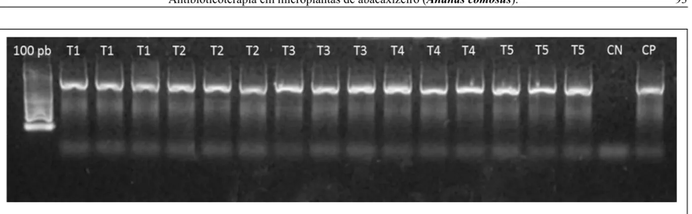 Figura 1 - Resultado da amplificação do gene 16S rRNA de Bacteria com os oligonucleotídeos fD1 e rD1 a partir do DNA total de  microplantas  de  abacaxizeiros  cv