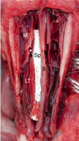 Figure 1 Anatomical specimen showing sponge (Sp) placed in the nasal cavity of rabbits