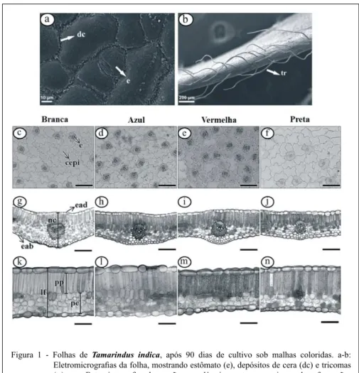 Figura 1 - Folhas de Tamarindus indica, após 90 dias de cultivo sob malhas coloridas. a-b:  Eletromicrografias da folha, mostrando estômato (e), depósitos de cera (dc) e tricomas  (tr)
