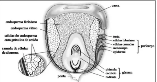 Figura 1 - Anatomia do grão de milho e suas partes. Fonte: Adaptado de BRITANNICA (1996).