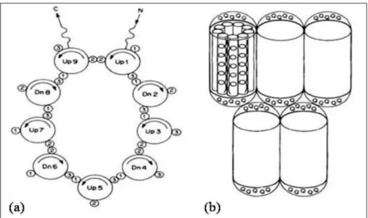 Figura 2 - Modelo de estrutura secundária da proteína zeína, aminoácidos apolares organizados em  estrutura circular repetidos pela união dos segmentos polares (hélices)