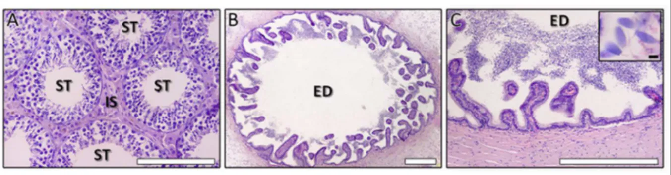 Figura 1 - Fotomicroscopia do testículo e epidídimo eutópicos. Como pode ser observado no painel A, completa espermatogênese é  encontrada no epitélio dos túbulos seminíferos, indicando uma produção espermática normal