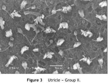 Figure 4 Saccule --- Group II.