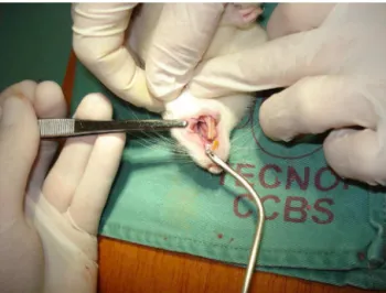 Figure 2 Wound removal on D7.