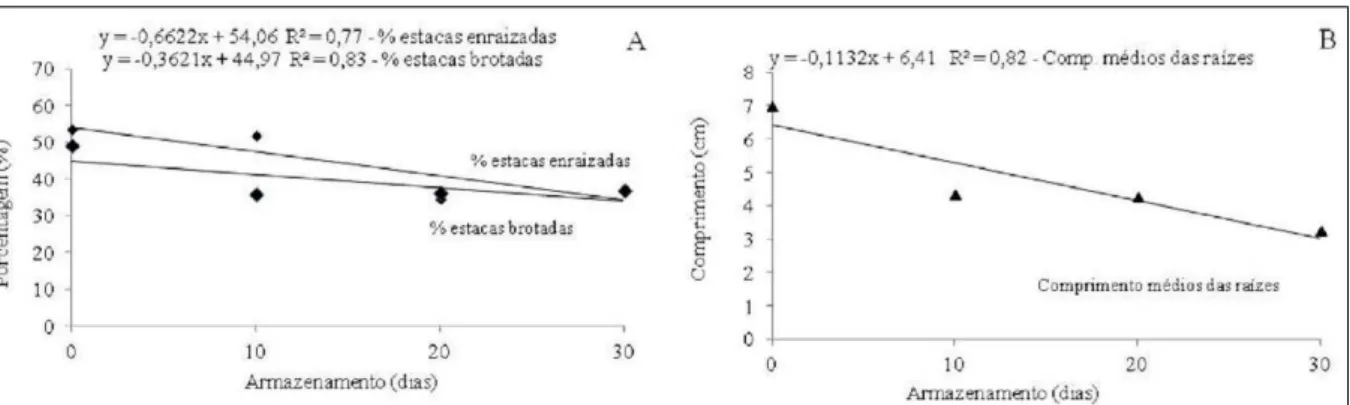 Figura 2 - Porcentagem de estacas enraizadas e brotadas (A) e comprimento médio das raízes (B) de estacas radiculares de framboeseira  (Rubus idaeus L.) submetidas ao armazenamento em baixa temperatura (4ºC), por diferentes períodos