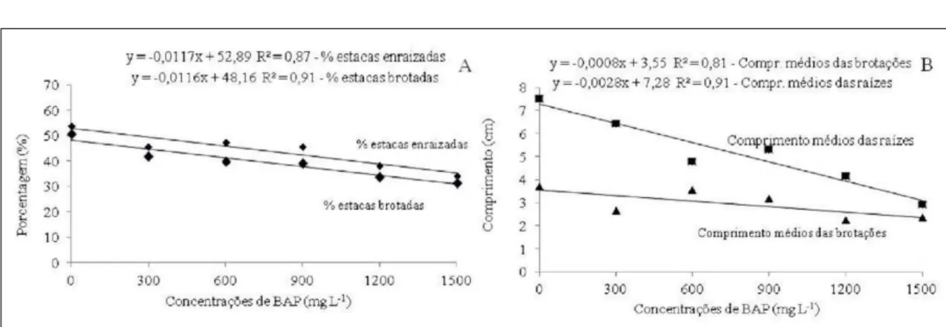 Figura 3 - Porcentagem de estacas enraizadas e brotadas (A) e comprimento médio das brotações e raízes (B) de estacas radiculares de  framboeseira (Rubus idaeus L.) submetidas ao tratamento com diferentes concentrações de benzilaminopurina (BAP)