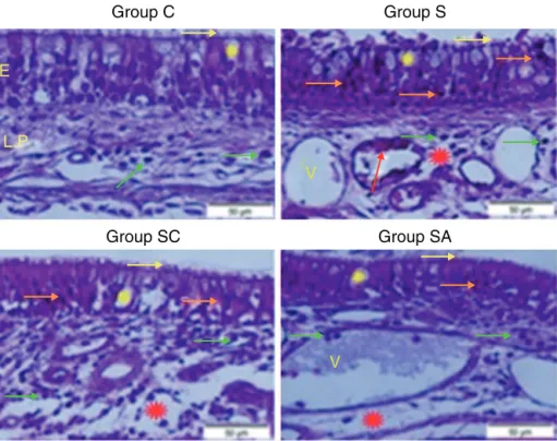 Figure 1 Micrograph of tissues for all groups. E, Epithelium; LP, Lamina Propria; V, Vasodilatations in veins, yellow star; goblet cell, red star; lamina propria edema, green arrow; neutrophiles, red arrow; macrophages, orange arrow; degenerative epitheliu