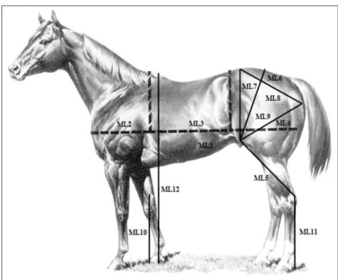 Figura 1 - Representação esquemática das 12 medidas lineares (ML) mensuradas nos equinos  Quarto de Milha e utilizadas para contrução das nove proporções corporais