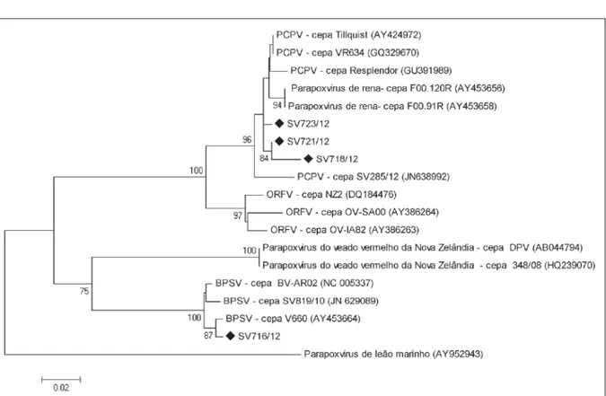 Figura 2 - Árvore fi logenética baseada em um fragmento do gene B2L (proteína maior do envelope) dos isolados de parapoxvírus identifi cados  no surto de doença vesicular de bovinos na cidade de Nova Brasilândia do Oeste, Roraima