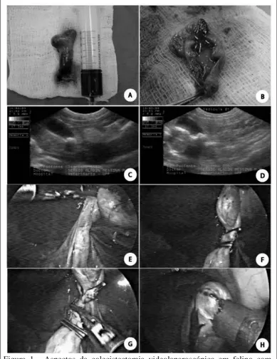 Figura 1 - Aspectos da colecistectomia videolaparoscópica em felino com  doença hepática infl amatória associada a colecistite por colelitíase