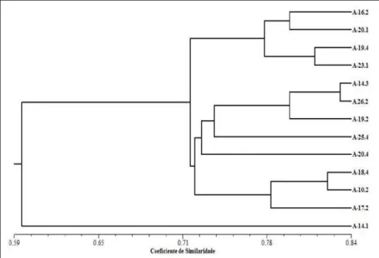 Figura 3 - Dendrograma obtido pelo método UPGMA a partir das medidas de similaridade genética entre 13  acessos de Psidium guineense, caracterizado por marcadores RAPD, usando o Simple matching 