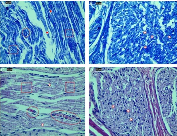 Figure 2 Examination of axonal structure post-injury by light microscopy. (A) Toluidine blue staining of control group