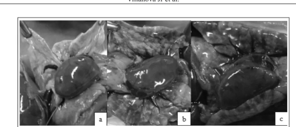 Figura 4 - Corte histológico de pulmão de rato Wistar do Grupo C após  compressão de medula espinhal