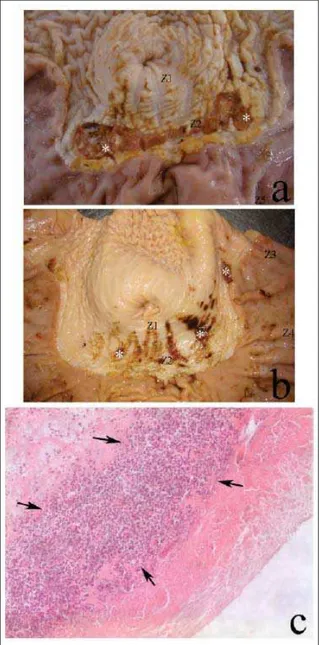 Figura 1 - Macroscopia e fotomicrografi a de estômagos. Quadro  macroscópico de úlcera (a) e erosão (b) na região  aglandular, ao longo do margo plicatus
