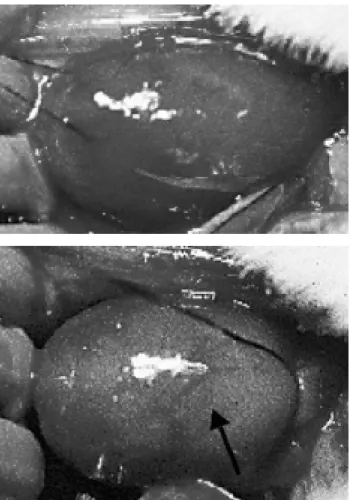 Fig. 1 - (A) Normal heart of rat - (B) Myocardial infarction of rat.