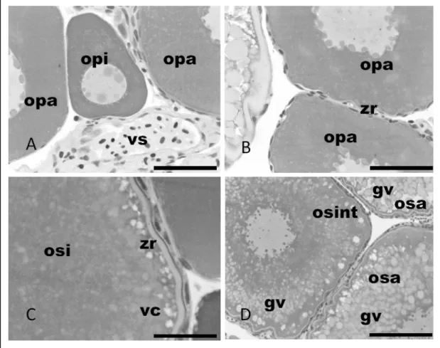 Figura  1  -  Desenvolvimento  folicular  ovariano  de  Astyanax  bimaculatus.  A:  Estroma  ovariano  com  folículos  em  desenvolvimento primário inicial (opi) e primário avançado (opa)