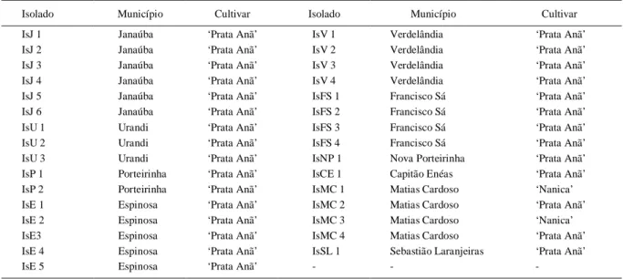 Tabela  1  -  Identificação,  procedência  e  origem  de  31  isolados  de  M.  musicola  coletados  a  partir  de  folhas  das  cultivares  ‘Prata  Anã’  e ‘Nanica’, Minas Gerais, Brasil.