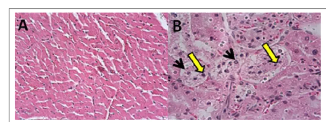 Figura  1  -  Fotomicrografias  do  miocárdio  e  rim  de  ratos  tratados  com  DOX. A)  Miocárdio